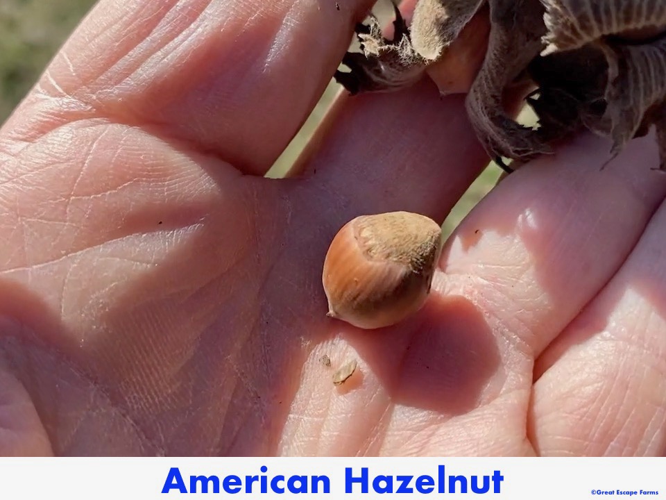 American Hazelnut