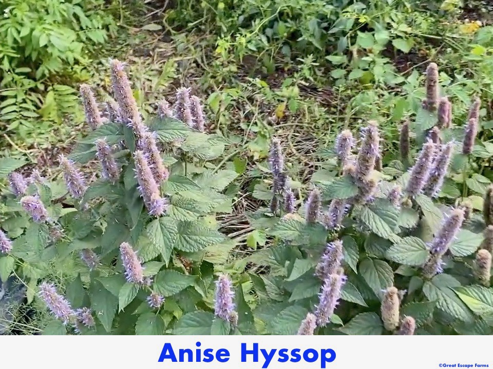 Anise Hyssop Agastache foeniculum