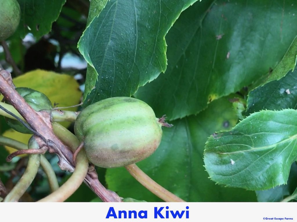 Kiwiberries Anna Actinidia arguta