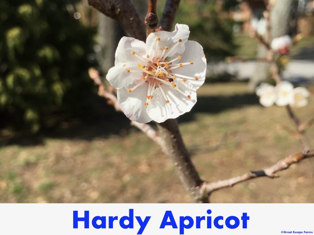 Hardy Apricot