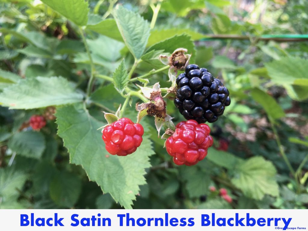 Black Satin Thornless Blackberry