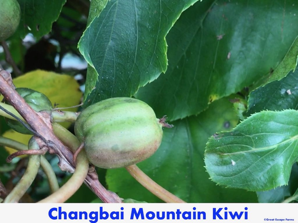 Kiwiberries Changbai Mountain Actinidia arguta