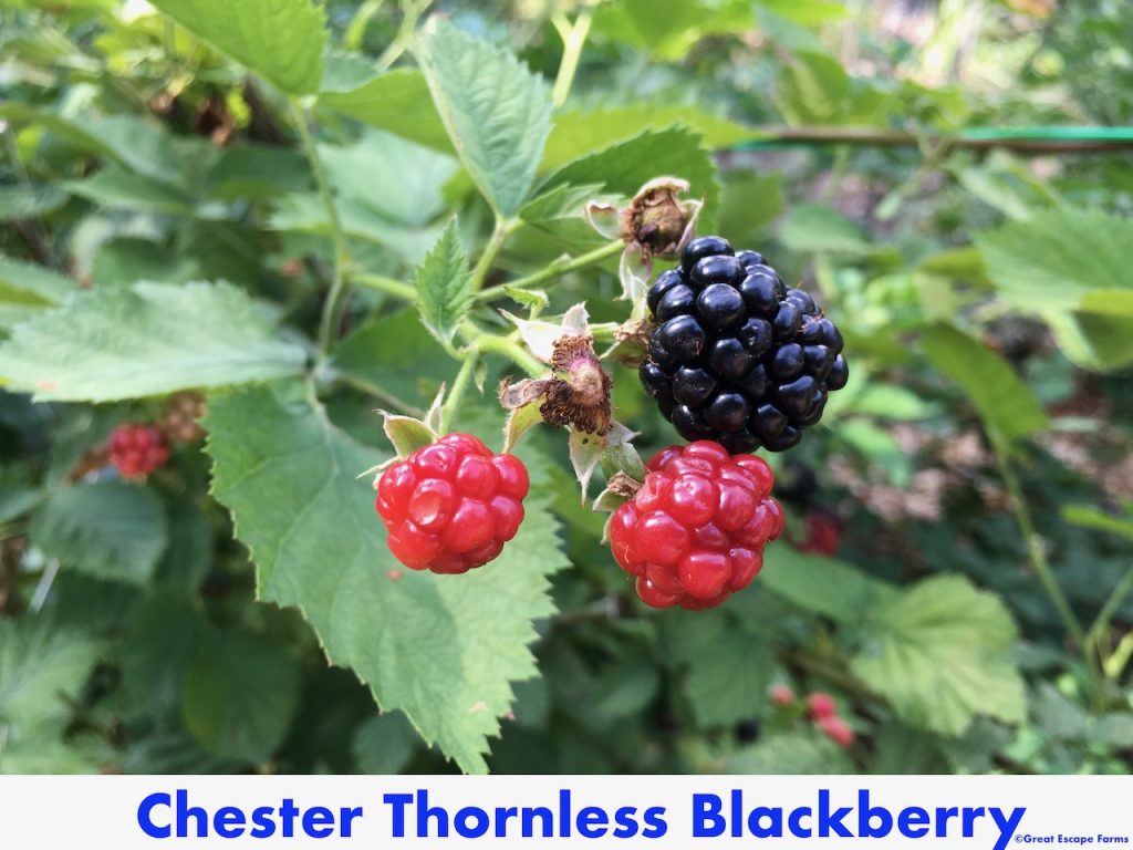 Chester Thornless Blackberry