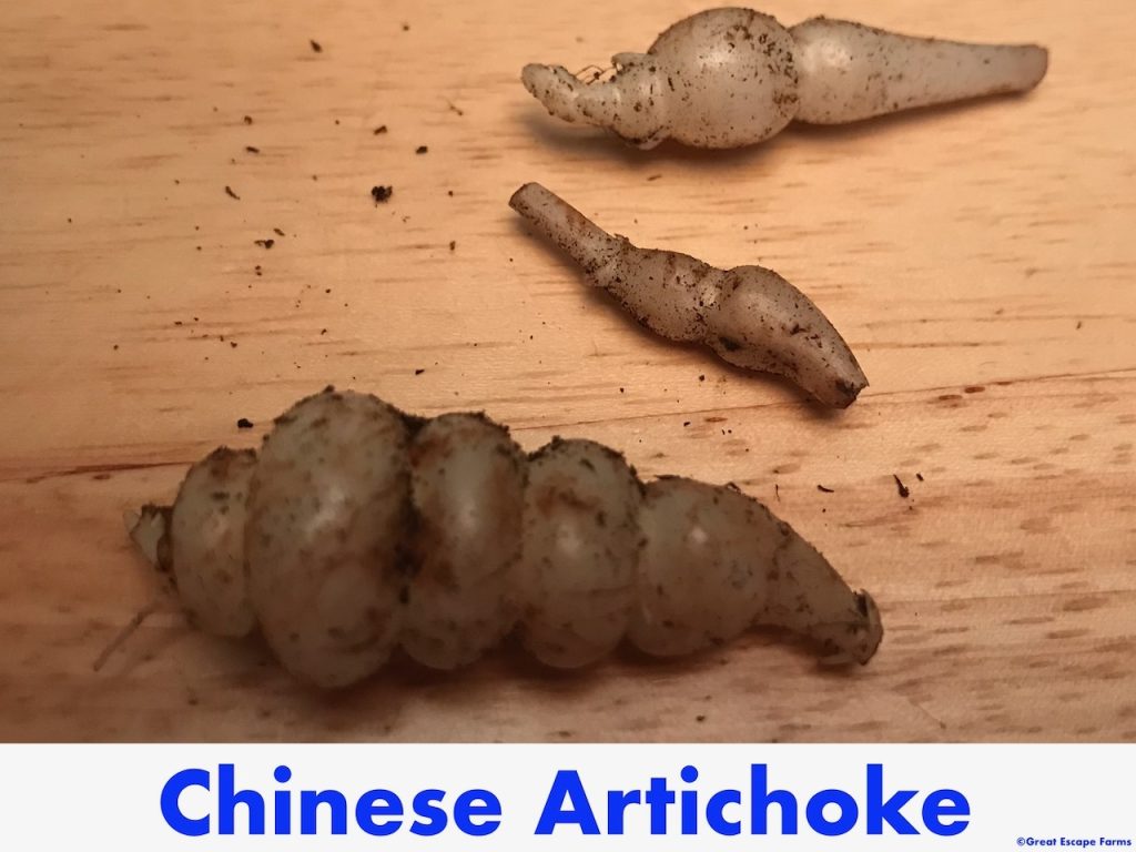 Chinese Artichoke