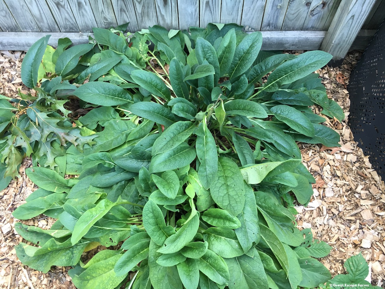 Comfrey Symphytum Bocking-14 $15 - Great Escape Farms