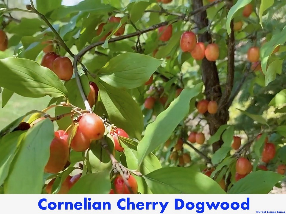 Cornus Mas Cornelian Cherry