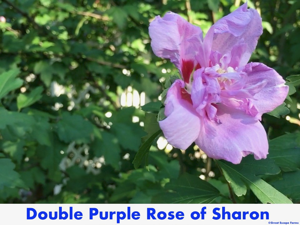 Double Purple Rose of Sharon