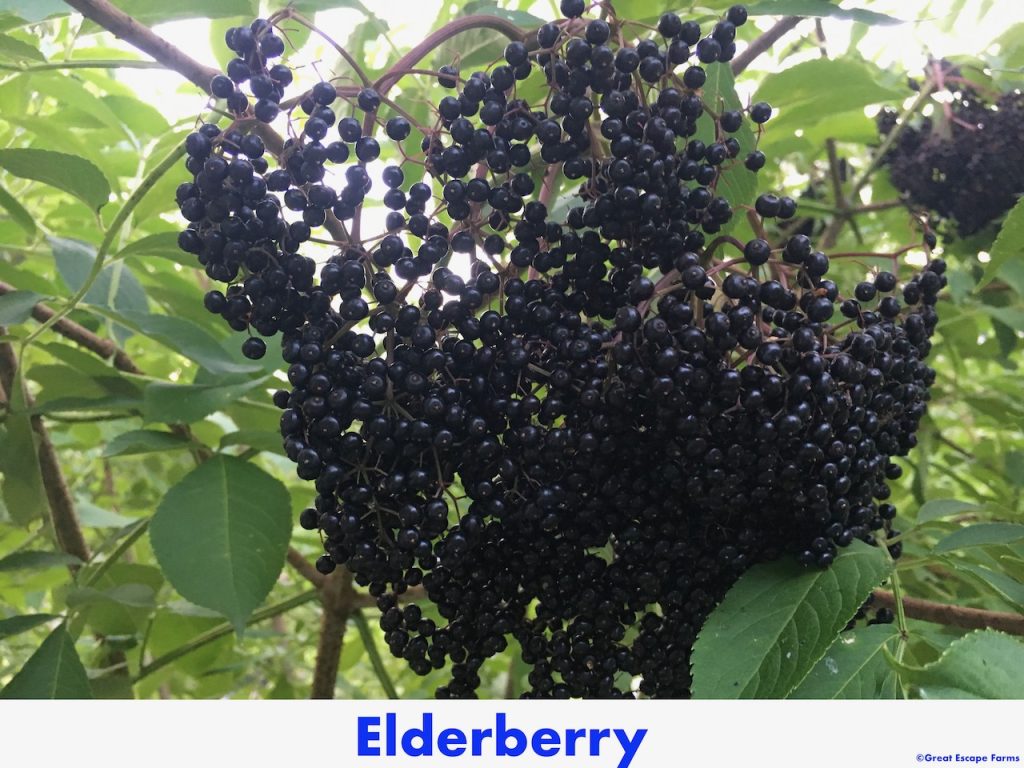 Elderberry