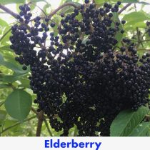 Elderberry