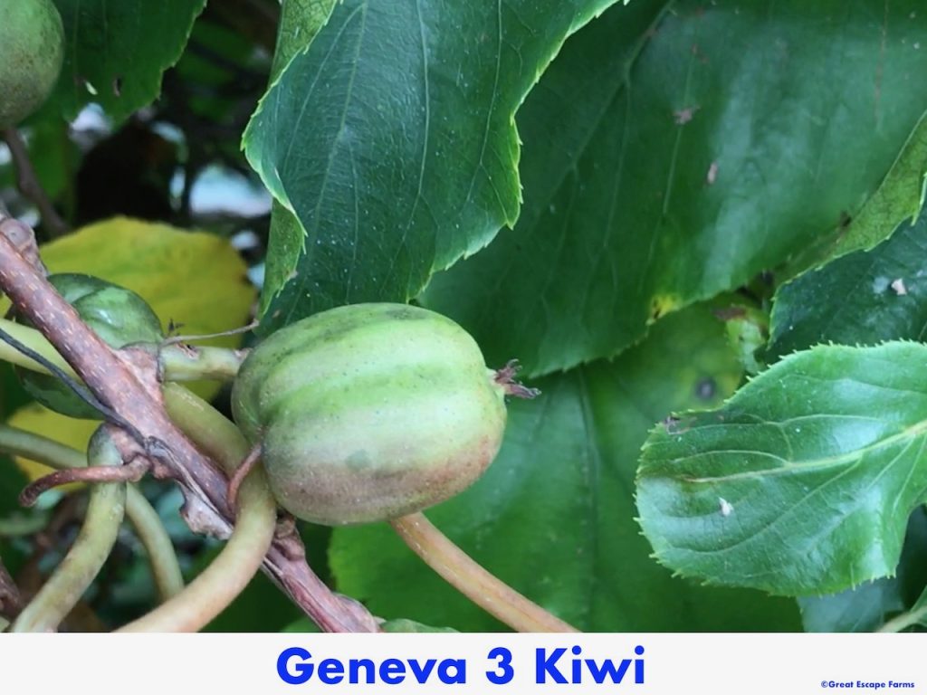 Kiwiberries Geneva3 Actinidia arguta