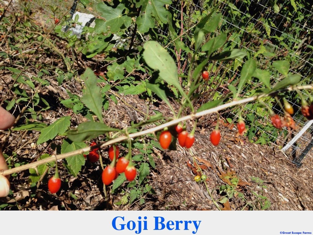 Goji Berry Plants for Sale at Great Escape Nursery