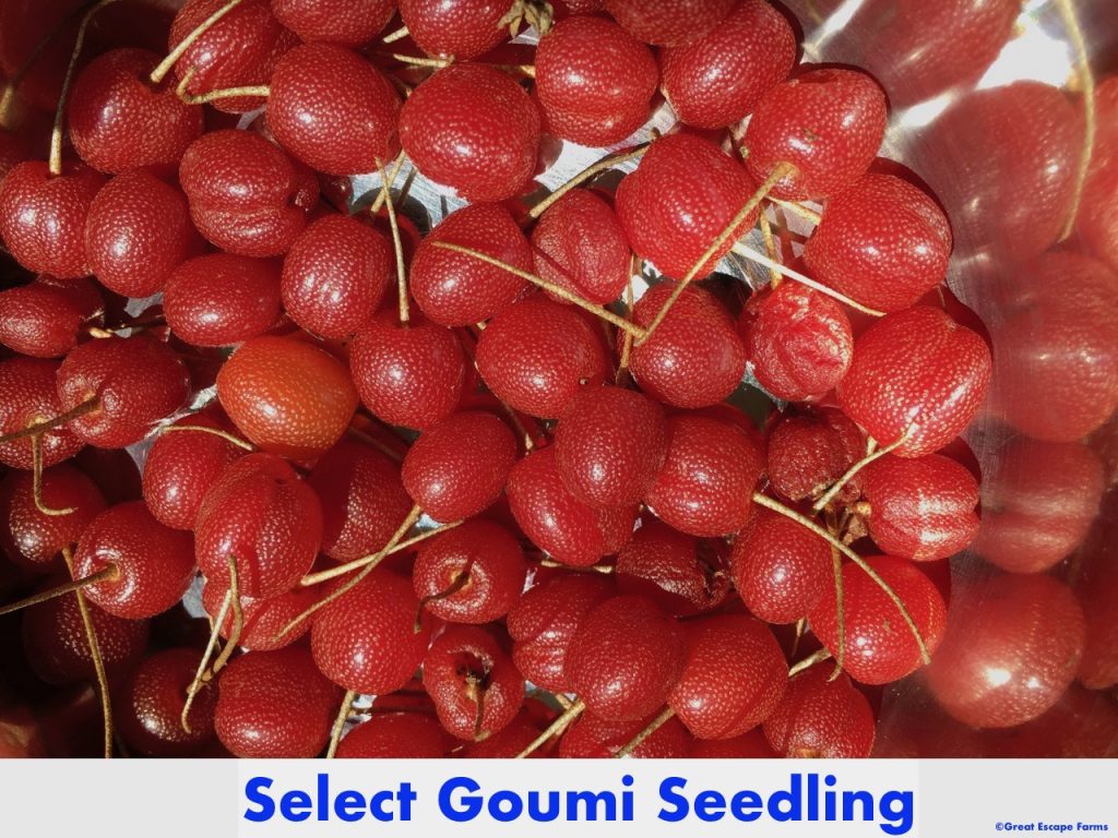 Select Goumi Seedling Plants for Sale
