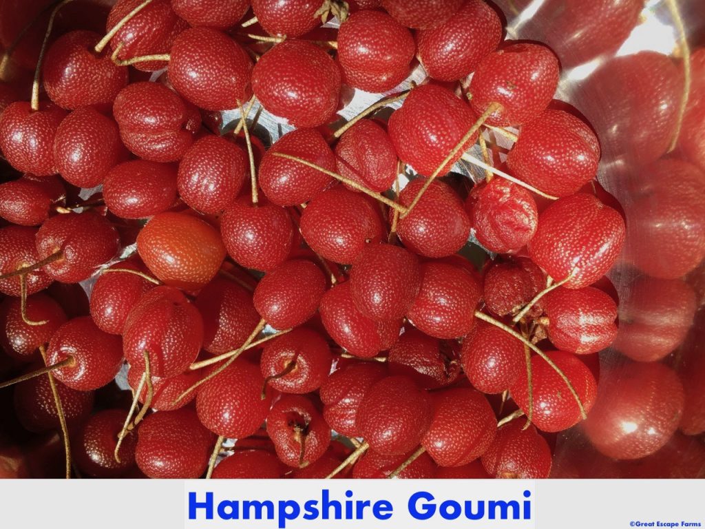 Hampshire Goumi