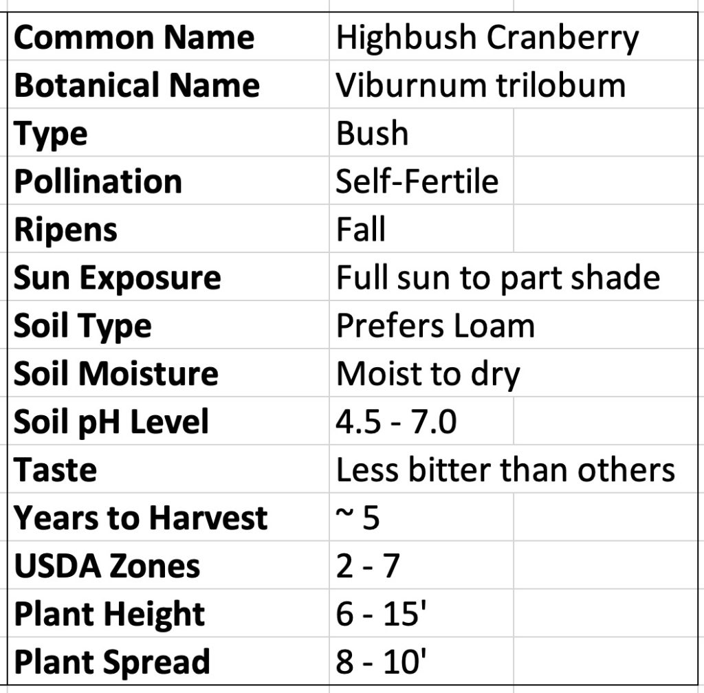 Highbush Cranberry Viburnum trilobum