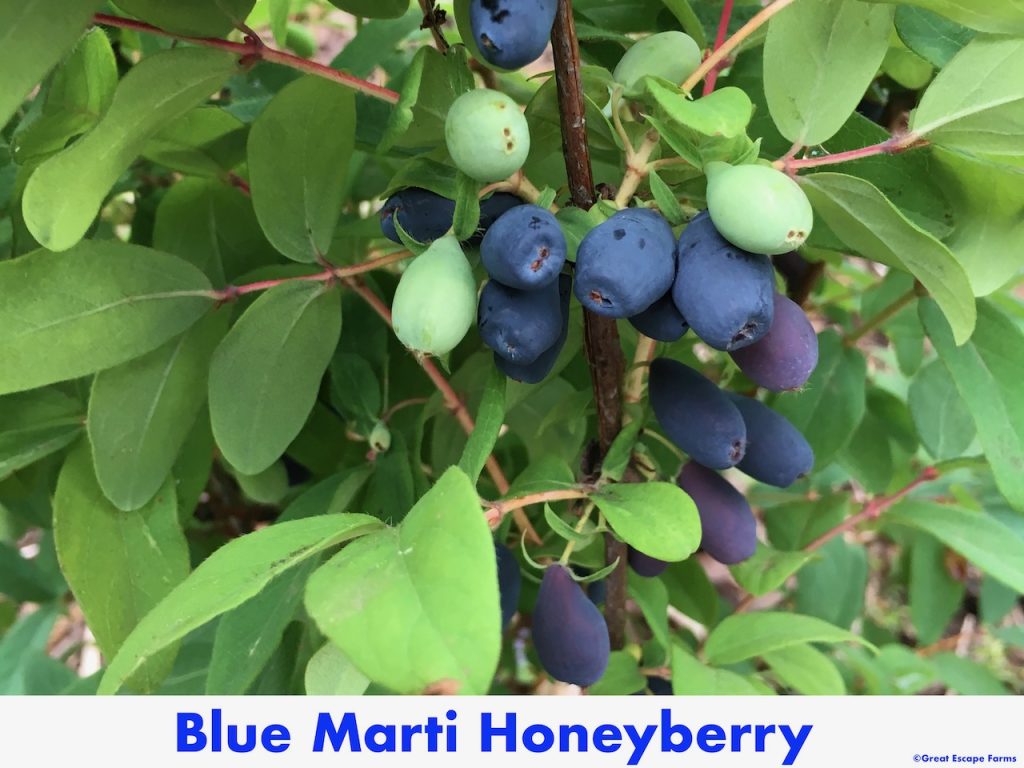 Blue Marti Honeyberry Lonicera caerulea