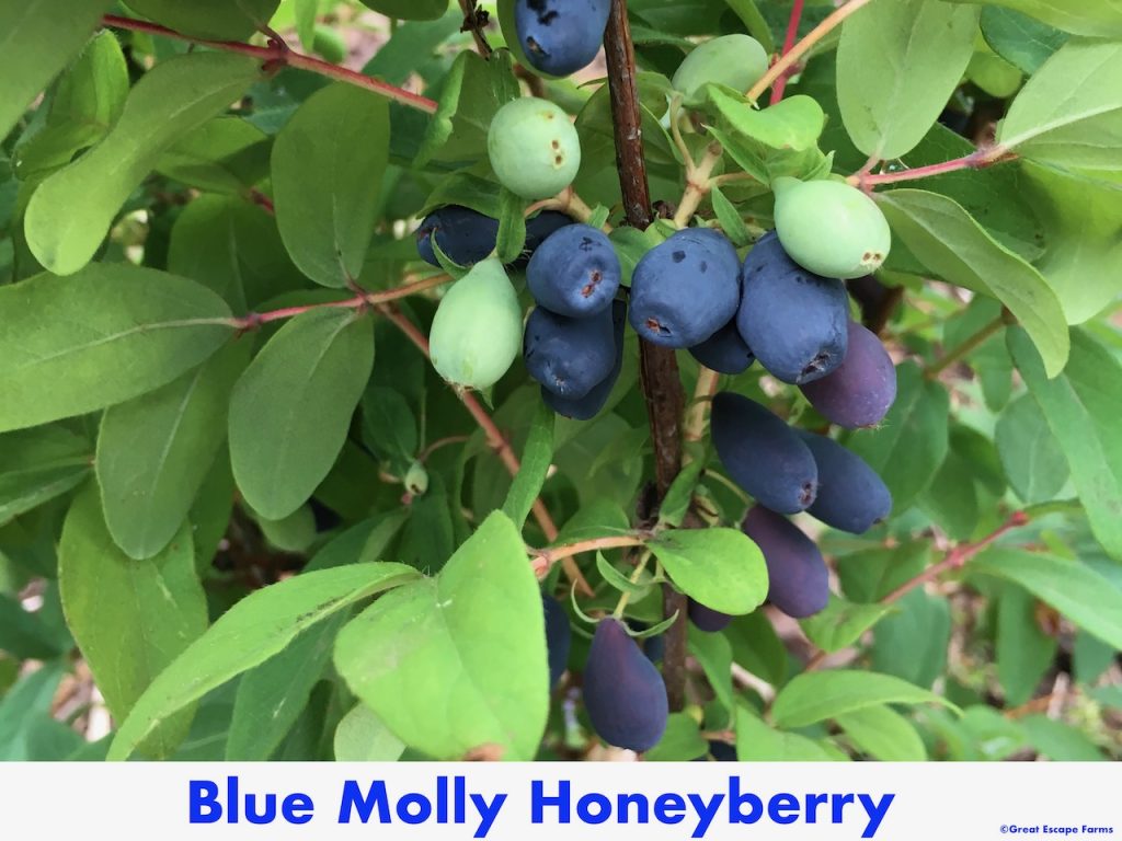 Blue Molly Honeyberry Lonicera caerulea