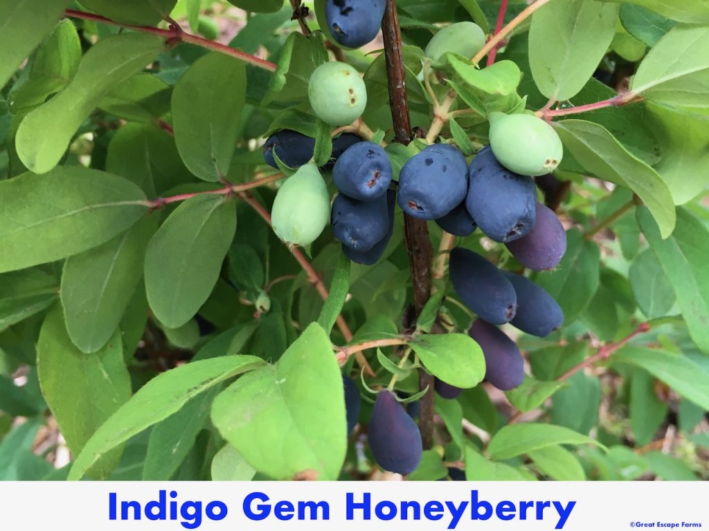 Indigo Gem Honeyberry Lonicera caerulea