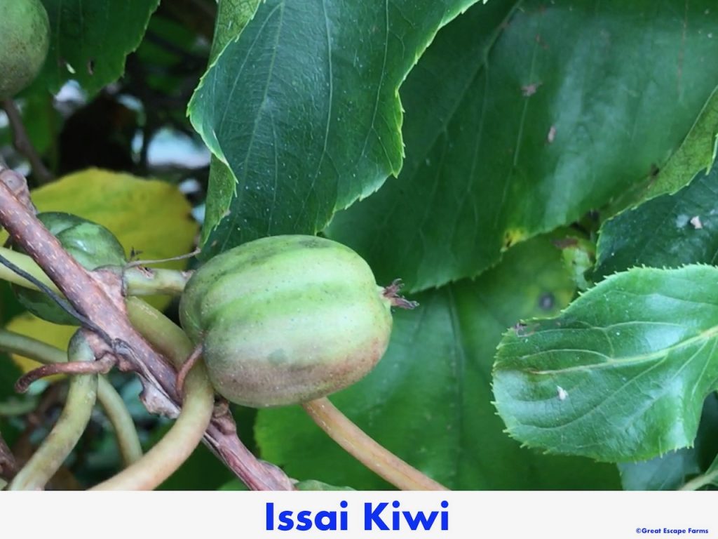 Kiwiberries Issai Actinidia arguta