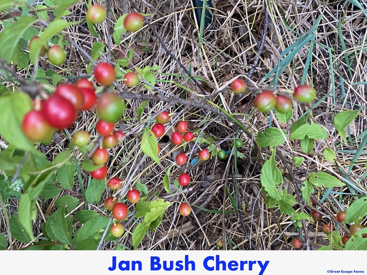Jan Bush Cherry - Great Escape Farms