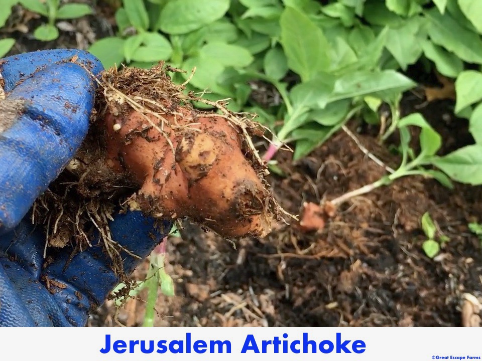 Jerusalem Artichoke Helianthus tuberosus