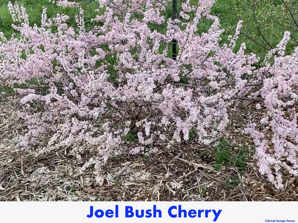 Joel Bush Cherry