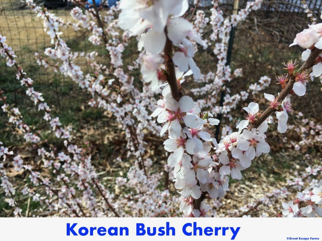 Korean Bush Cherry Plants for Sale at Great Escape Nursery