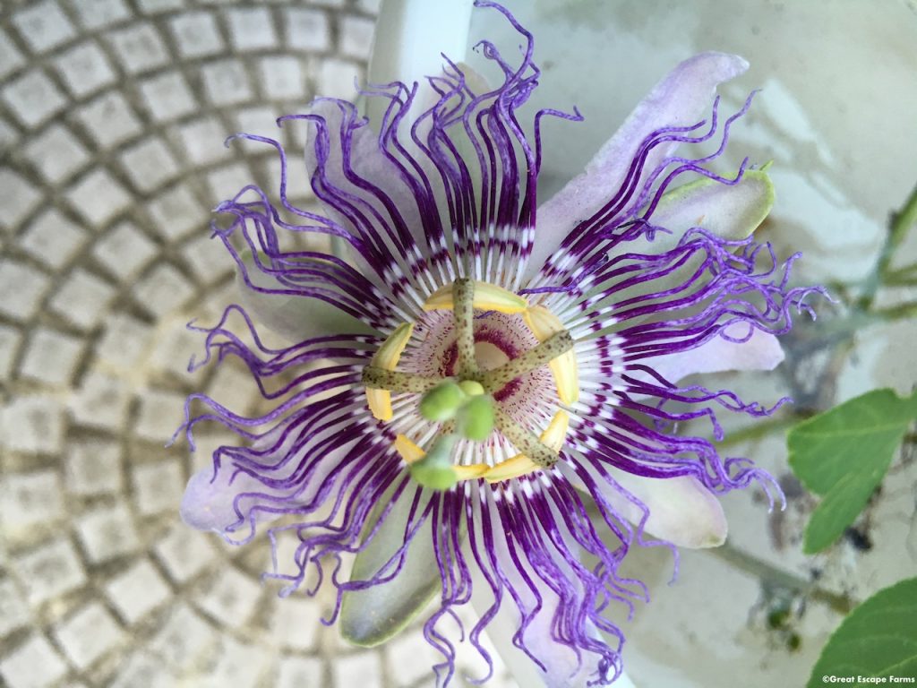 Maypop Passiflora incarnata