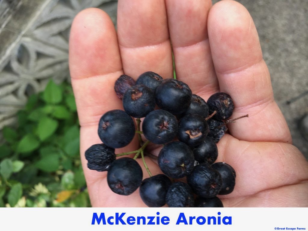 McKenzie Aronia Plants for Sale