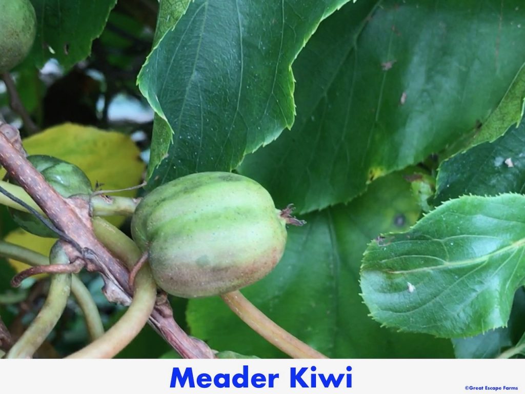 Kiwiberries Meader Actinidia arguta