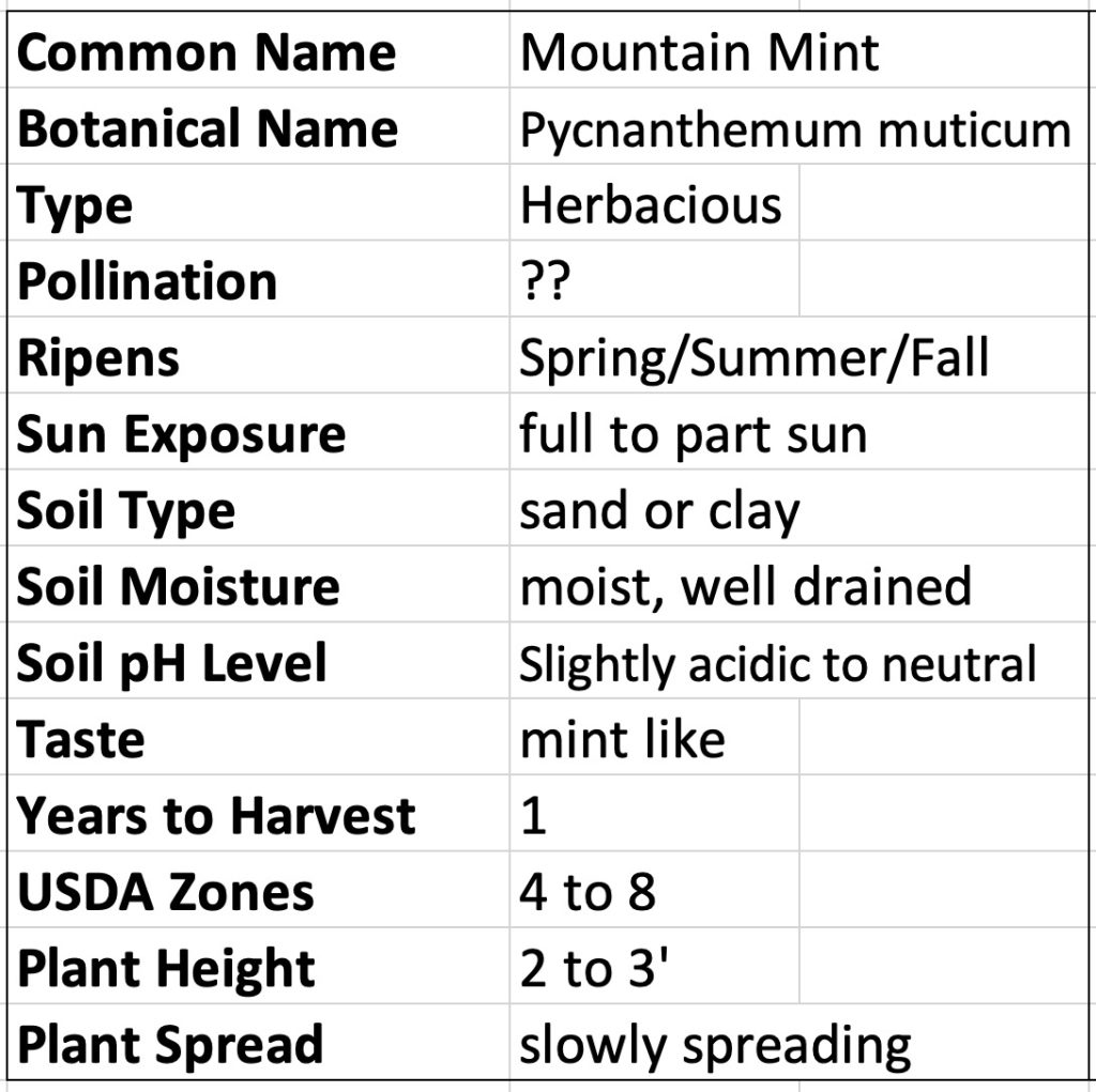 Mountain Mint Pycnanthemum muticum