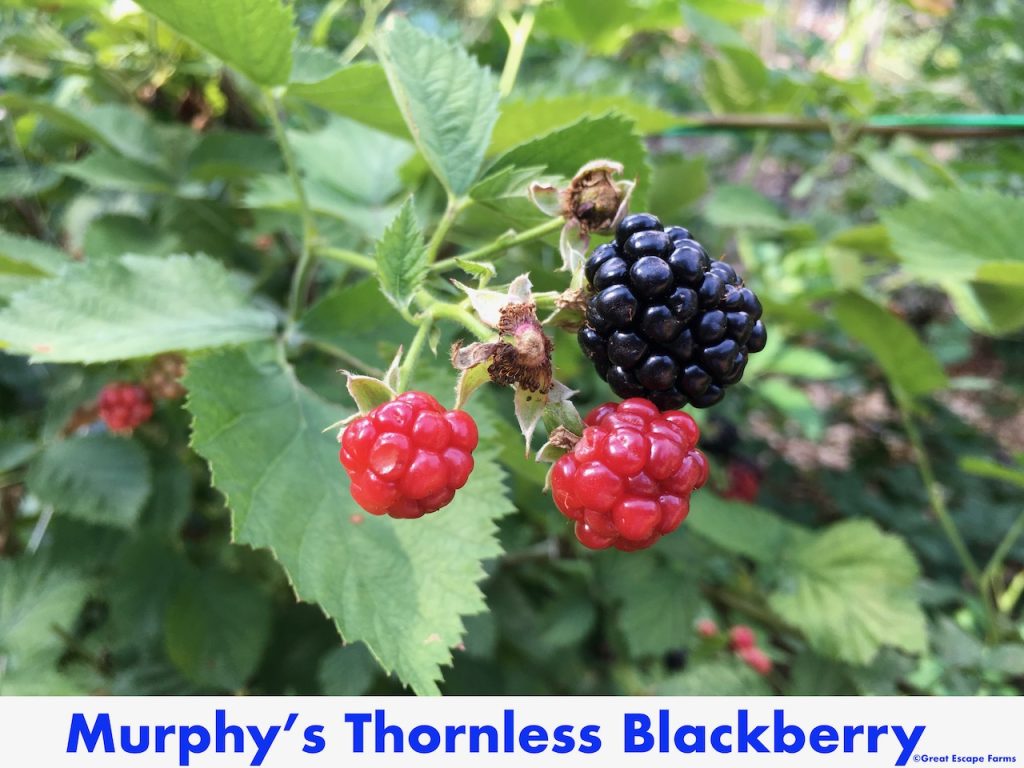 Murphys Thornless Blackberry