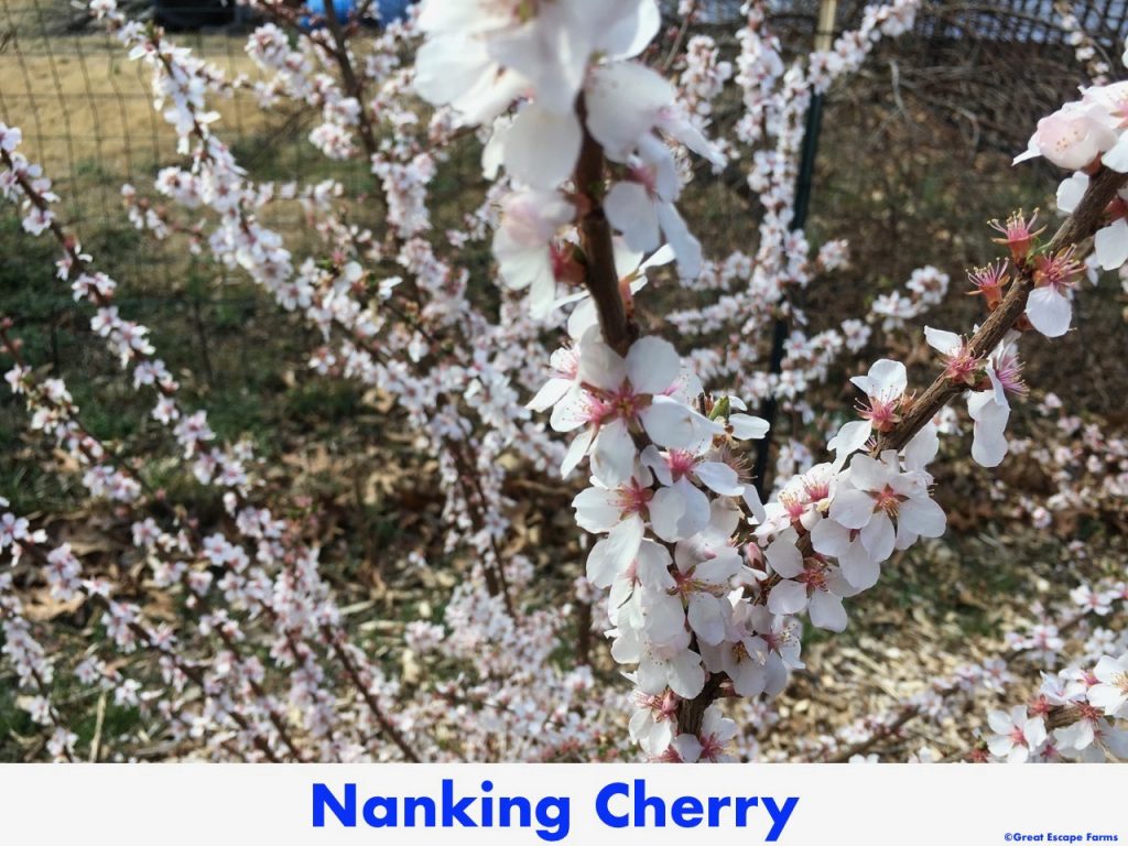 Nanking Bush Cherry Plants for Sale at Great Escape Nursery