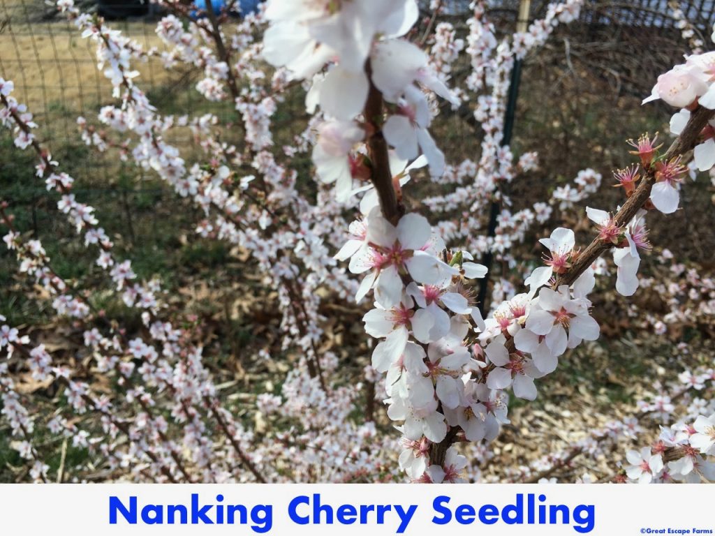 Nanking Bush Cherry Seedling