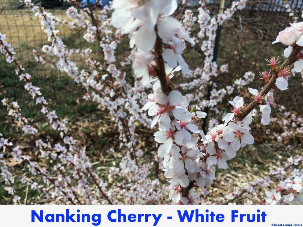 White Nanking Bush Cherry