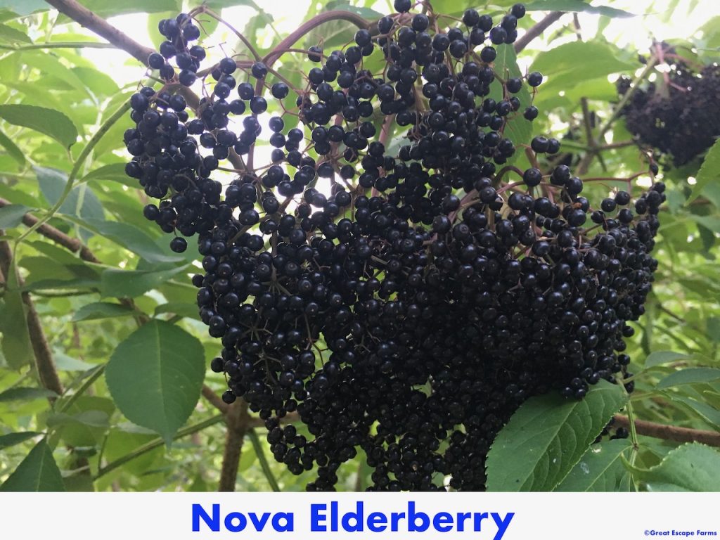 Nova Elderberry Plants for Sale