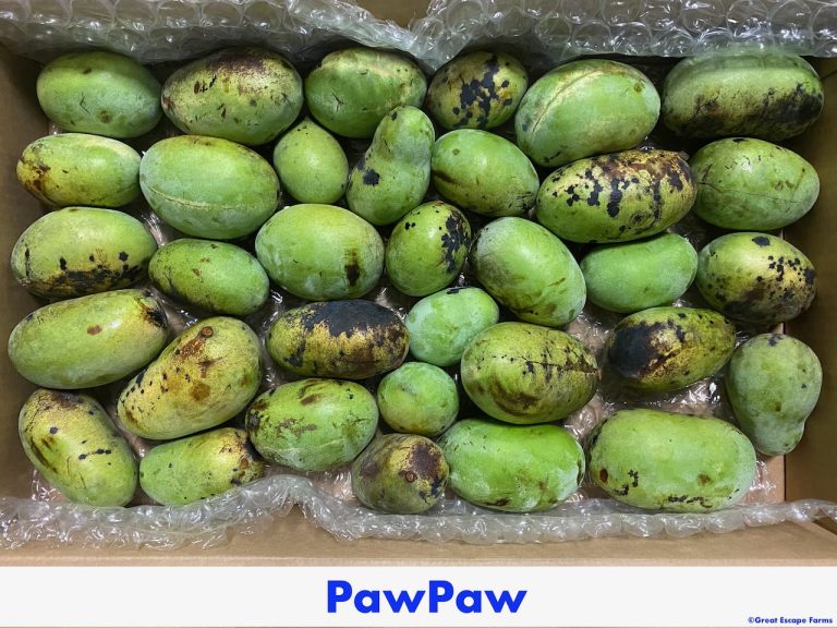 Paw Paw Tree For Sale - Great Escape Farms