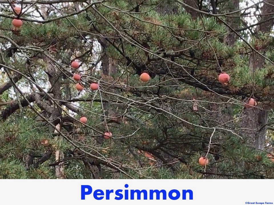 American Persimmon Diospyros virginiana