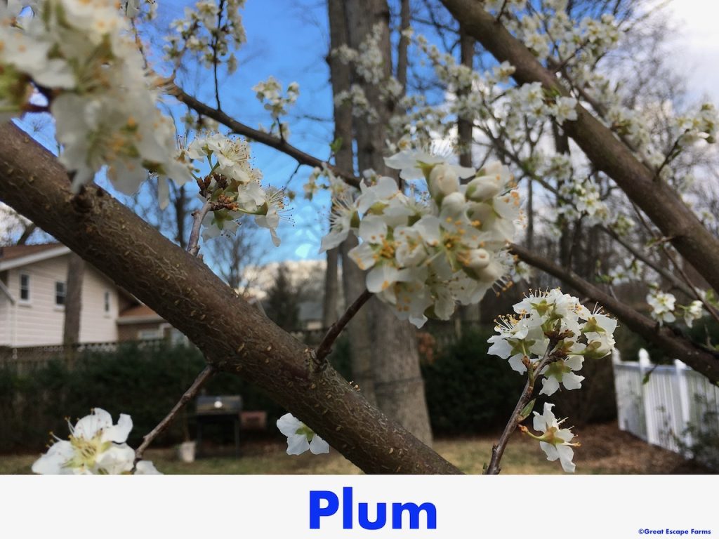 American Plum Prunus americana