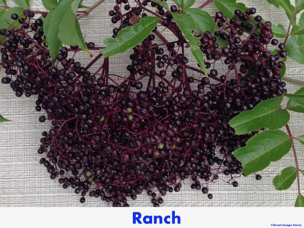 Ranch Elderberry Sambucus canadensis