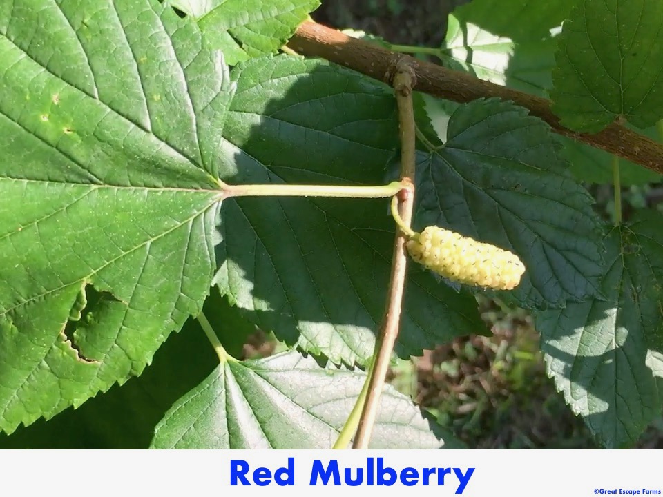 Red Mulberry Morus rubra