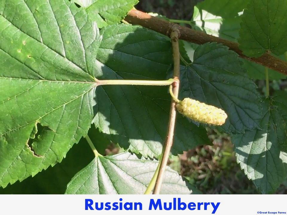 Russian Mulberry Morus alba