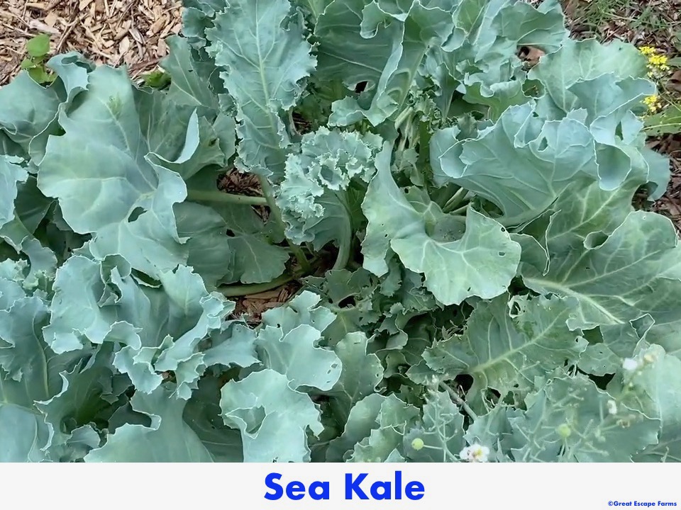 Sea Kale Crambe maritima