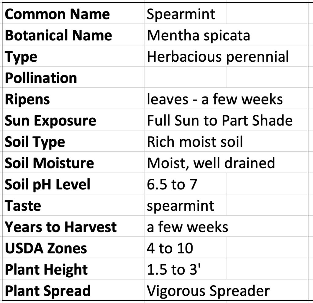 Spearmint Mentha spicata