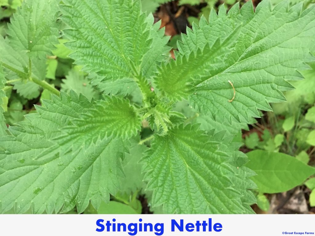 Stinging Nettle Urtica dioica gracilis