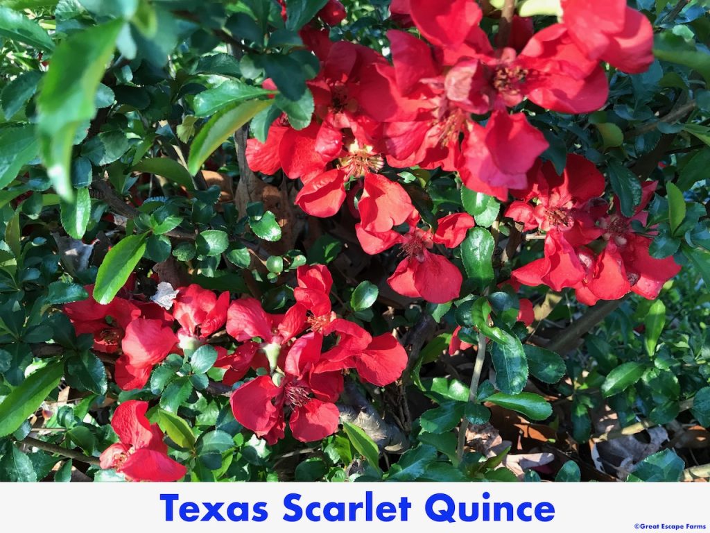 Texas Scarlet Quince Chaenomeles speciosa