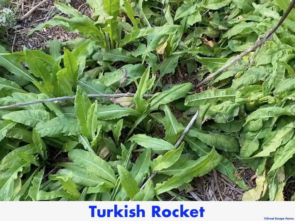 Turkish Rocket Bunias Orientalis