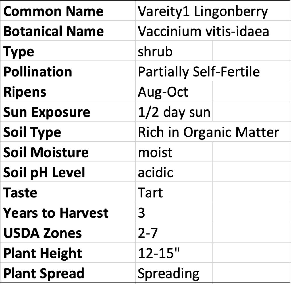 Variety1 Lingonberry Vaccinium Vitis-idea