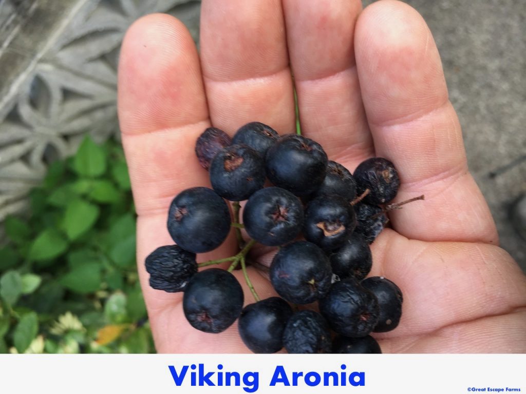 Viking Aronia Plants for Sale at Great Escape Nursery