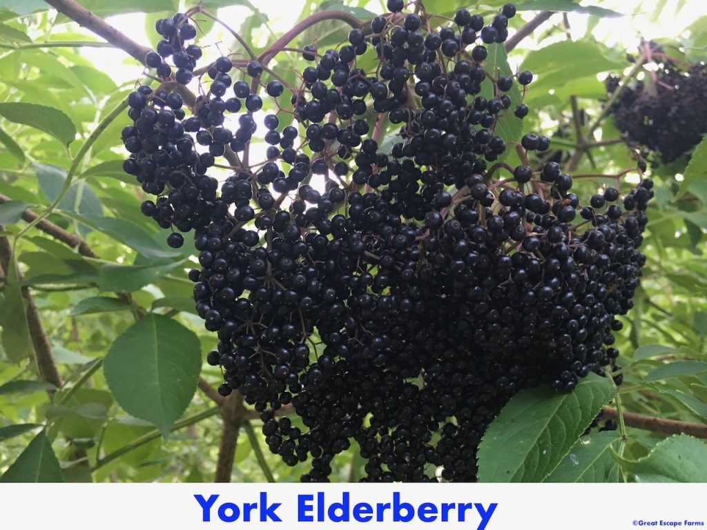York Elderberry Sambucus candanesis