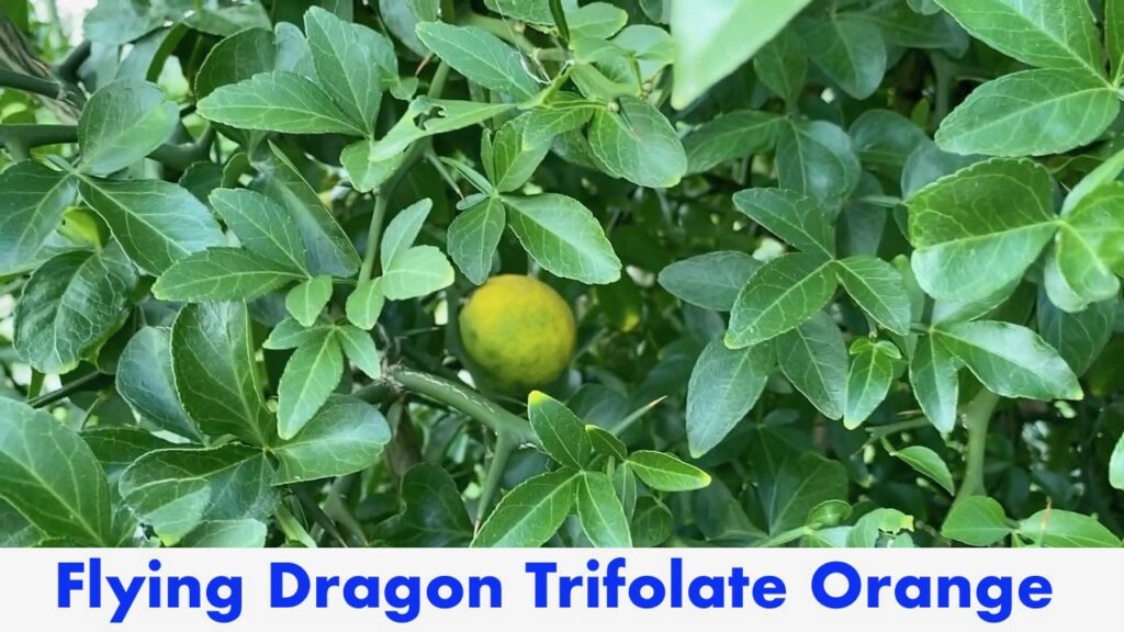 Flying Dragon Trifolate Orange